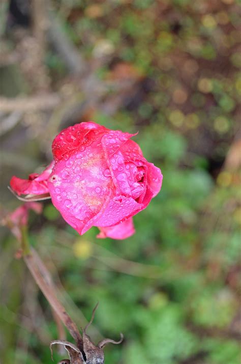 Raindrops And Roses Free Stock Photo - Public Domain Pictures