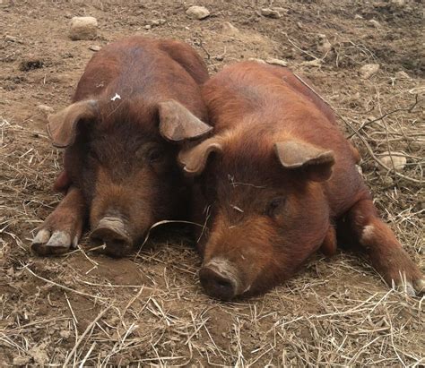 Posts about Red Wattle Hog on Silk Tree Farm World | Pig farming, Pig ...