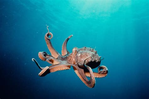 Image result for Octopus Desktop
