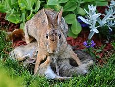 Image result for Mother Rabbit Feeding Babies