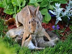 Image result for Raising Wild Baby Rabbits