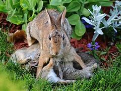 Image result for Feeding Wild Baby Bunny