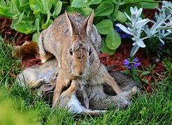 Image result for How to Take Care of a Wild Baby Bunny
