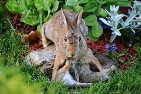 Image result for Mother Rabbit and 5 Bunnies