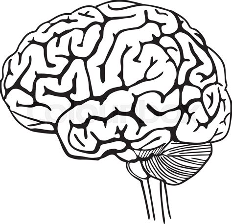 Brain Outline