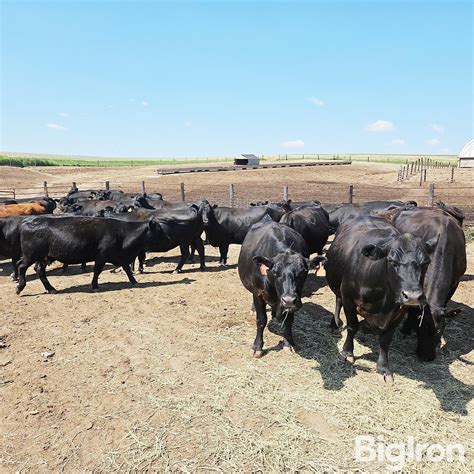 8) 7-10 YO Blk Fall Bred Cows (BID PER HEAD) BigIron Auctions