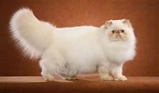 himalayan cats himalayan cat breed information himalayan cats himalayan cat breed information