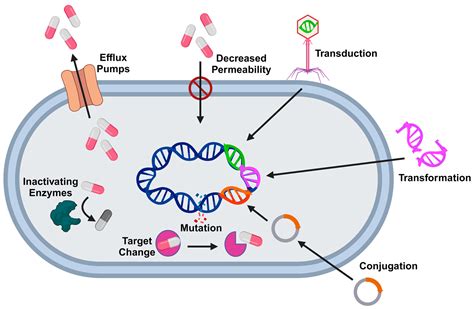 Resistome Mapping in Foodborne Pathogens: Understanding Role in the ...