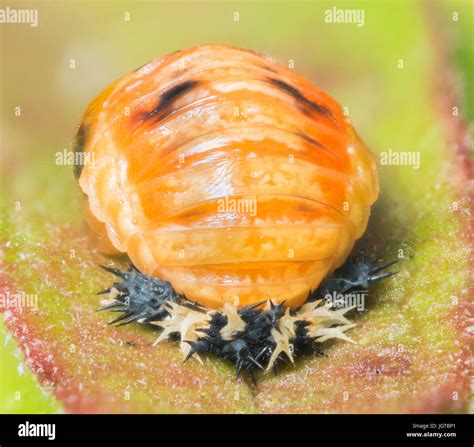 Extreme detailed close up of a ladybug pupa on a leaf Stock Photo - Alamy