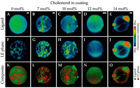 The Impact of Lipid Handling and Phase Distribution on the Acoustic ...