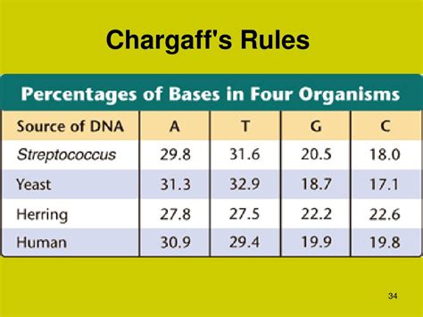 PPT - Chapter 12 DNA & RNA PowerPoint Presentation, free download - ID ...