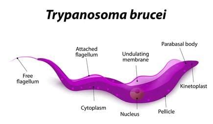 NCERT Exemplar: Biological Classification - Biology Class 11 - NEET PDF ...
