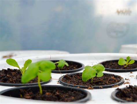 Hydroponic Systems DIY 的图像结果