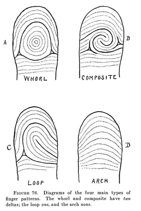Types Of Fingerprints For Kids