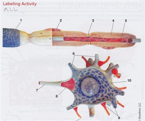 Multipolar Neuron Model 的图像结果