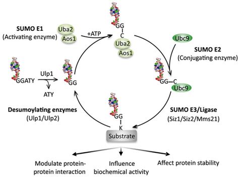 Sumoylation and the DNA Damage Response