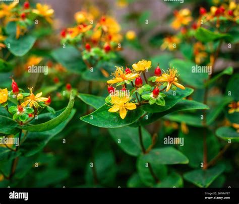 Flowers orange yellow red hi-res stock photography and images - Alamy