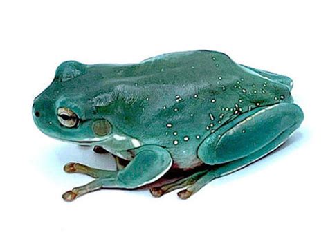 Image result for Snowflake Dumpy Tree Frog