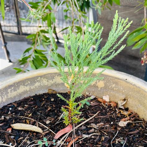 Black Spots on My Giant Sequoia Leaves
