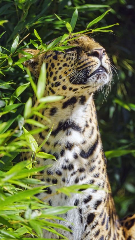 Download wallpaper 1350x2400 leopard, animal, predator, branches iphone ...