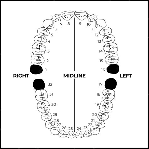 Premium Vector | Adult international teeth numbering chart universal ...