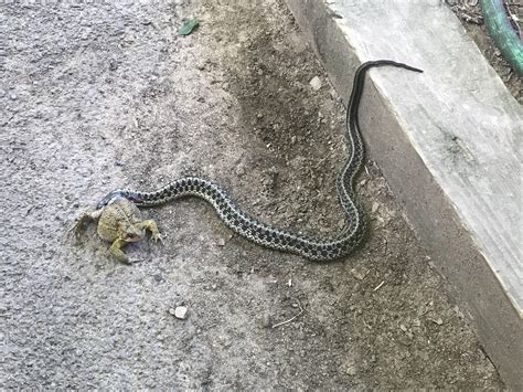 Image result for Snake Eating a Toad