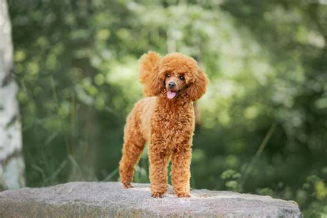 Poodle Colors: 35 Poodle Coat Colors And Genetics Explained
