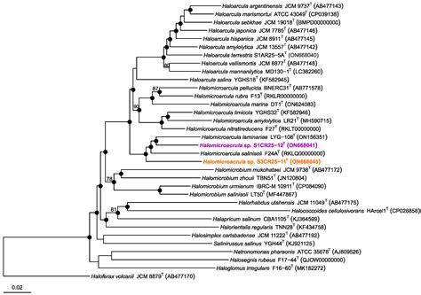 Decoding the Genomic Profile of the Halomicroarcula Genus: Comparative ...