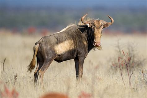 Kings Wildebeest – Tidal Winds