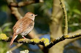 Image result for nightingales