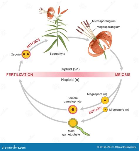 Plant Life Cycle. Alternation Of Generations Between A Diploid Sporophyte And A Haploid ...