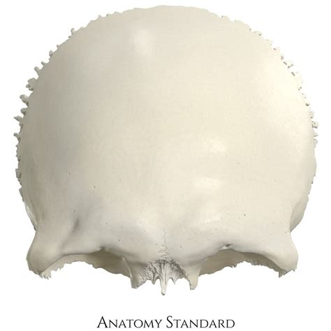 Image result for Frontal Bone Function