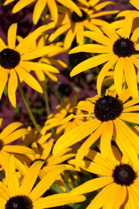 Guide to Brown Eyed Susans | TN Nursery