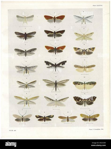 An illustration from 'The Butterflies & Moths of New Zealand,' featuring various species native ... - ecosystem of new zealand