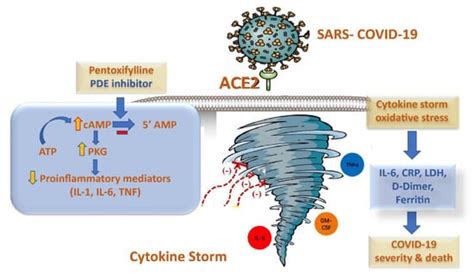 Pentoxifylline Effects on Hospitalized COVID-19 Patients with Cytokine ...