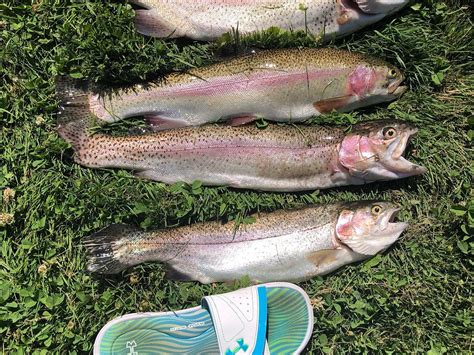 LYNDON FISH HATCHERIES - All You Need to Know BEFORE You Go 2026 (with ...