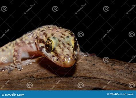 Mediterranean House Gecko (Hemidactylus Turcicus) on Log Looking Stock ...