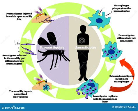 Leishmania Life Cycle