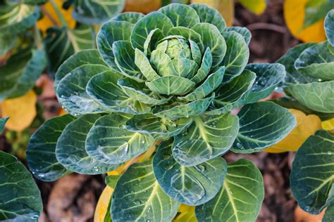 How to grow Brussels Sprouts Plants