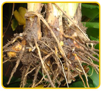 Banana Expert System