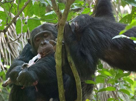 Do Gorillas Eat Meat