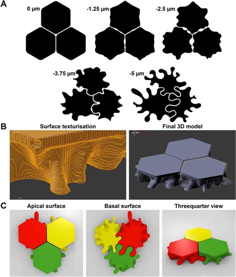 Image result for RPE Hexagonal Structure
