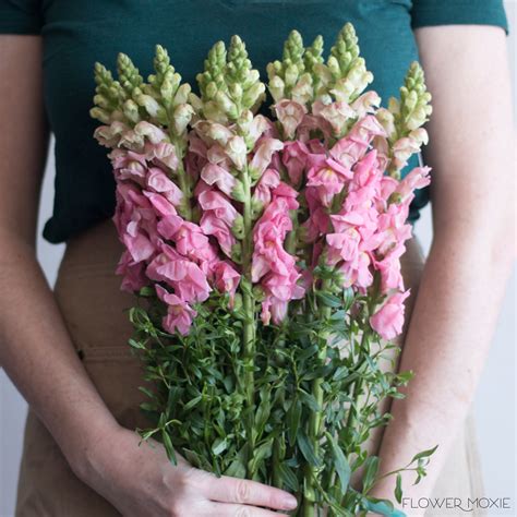 Pink Snapdragon Bouquet