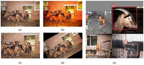 Research on Chengdu Ma Goat Recognition Based on Computer Vison