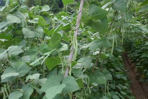 四季豆的种植时间和方法-绿宝园林网