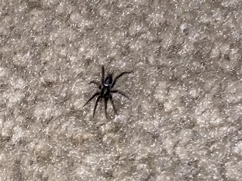 Pics Of Black House Spiders at Jeremy Fenner blog