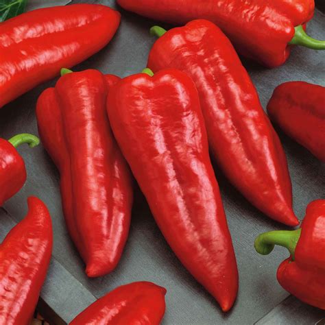 Organic Sweet Pepper Seeds - Marconi Red - Aasgardens