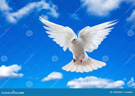 White dove in blue sky stock image. Image of cloudscape - 15552907