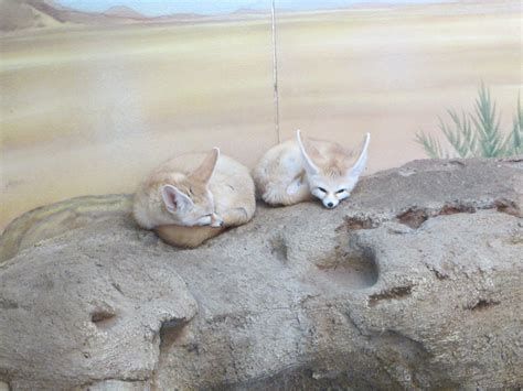 Image result for Spring Break 2016 Competition