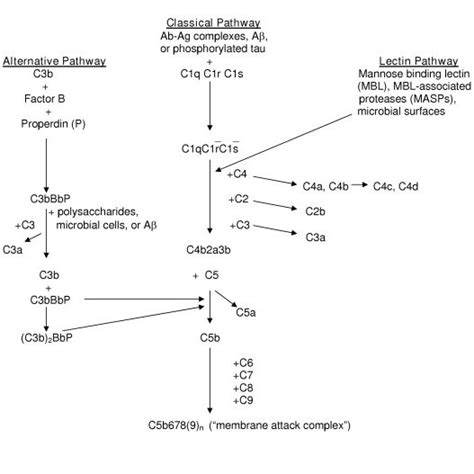 Image result for Complement Pathways